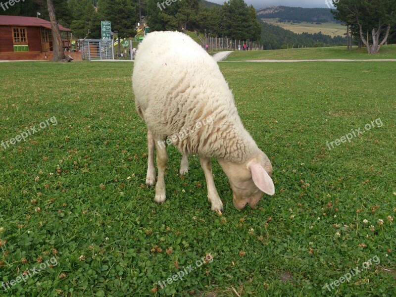 Sheep Animal Livestock Farm Countryside