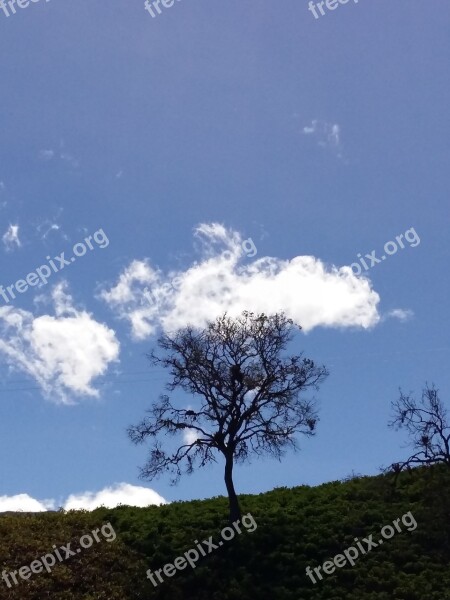 Sky Tree Nature Blue Sky Forest