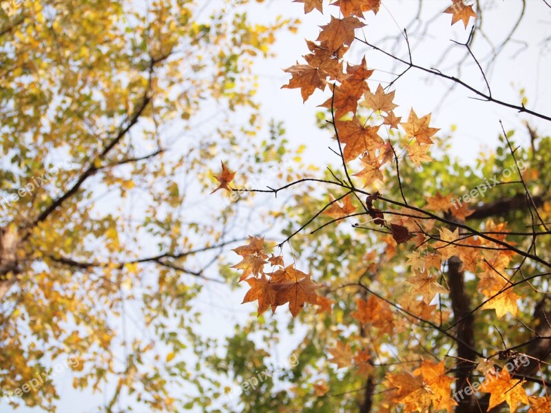 Autumnal Leaves Sunbeams Autumn Fall Of Japan Japan