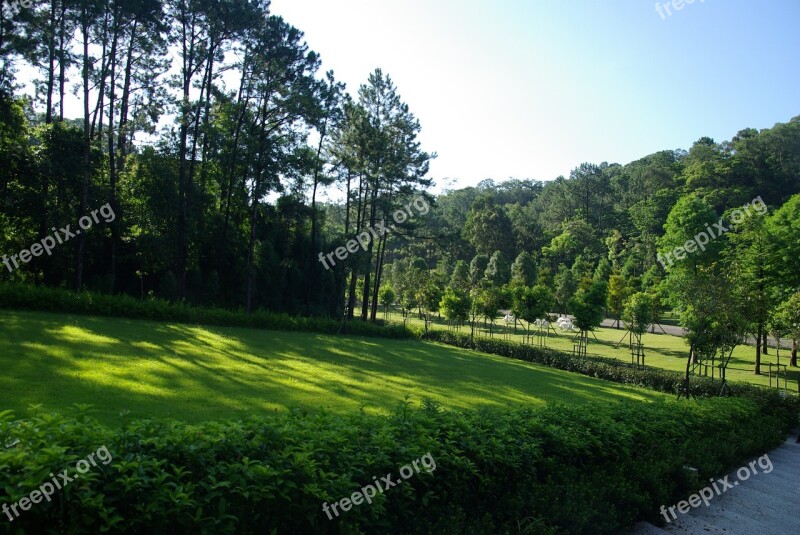 Small Fresh Flower Green Nature Landscape