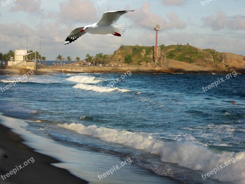 Rio De Janeiro Mar Ocean Seagull Litoral