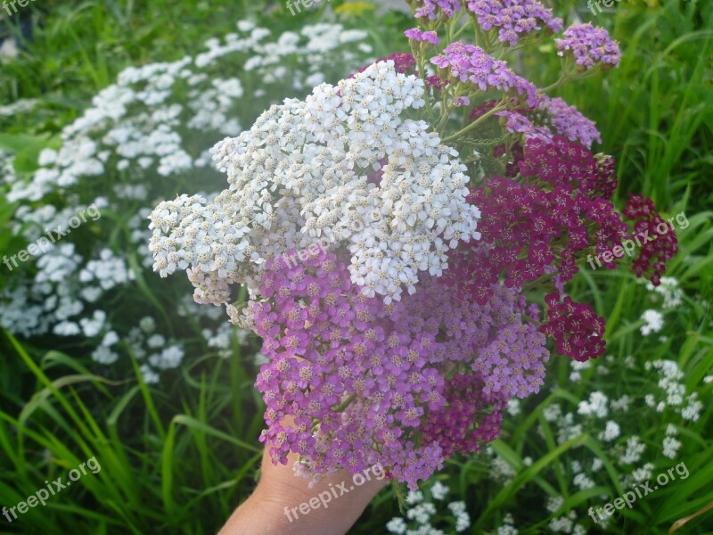 Yarrow Pink Flowering White Red