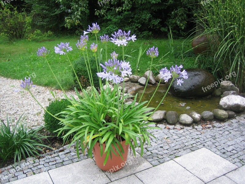 Plant Fountain Arrangement Garden Water Feature