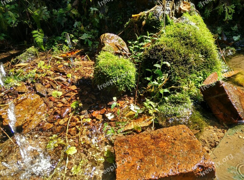 Creek Moss Running Water Brick Stone