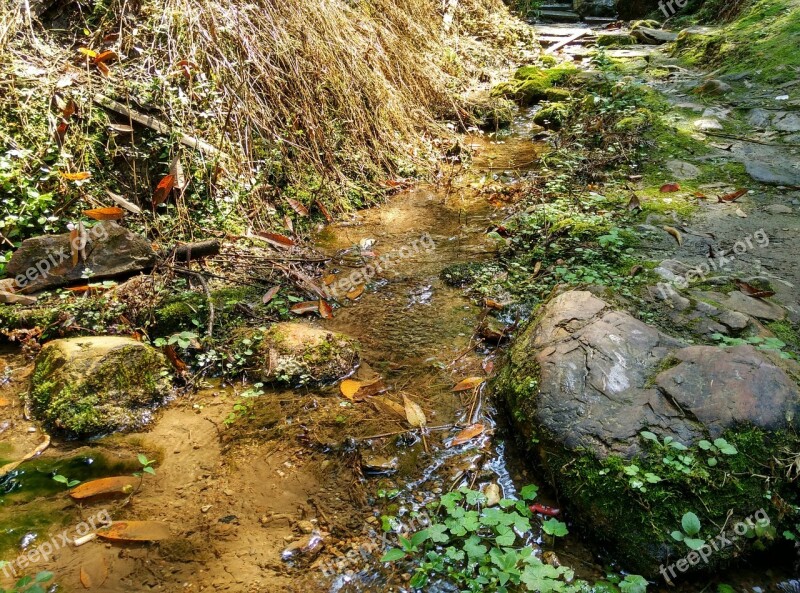 Creek Moss Running Water Stone Spring