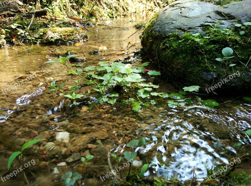 Creek Moss Running Water River Water Flow