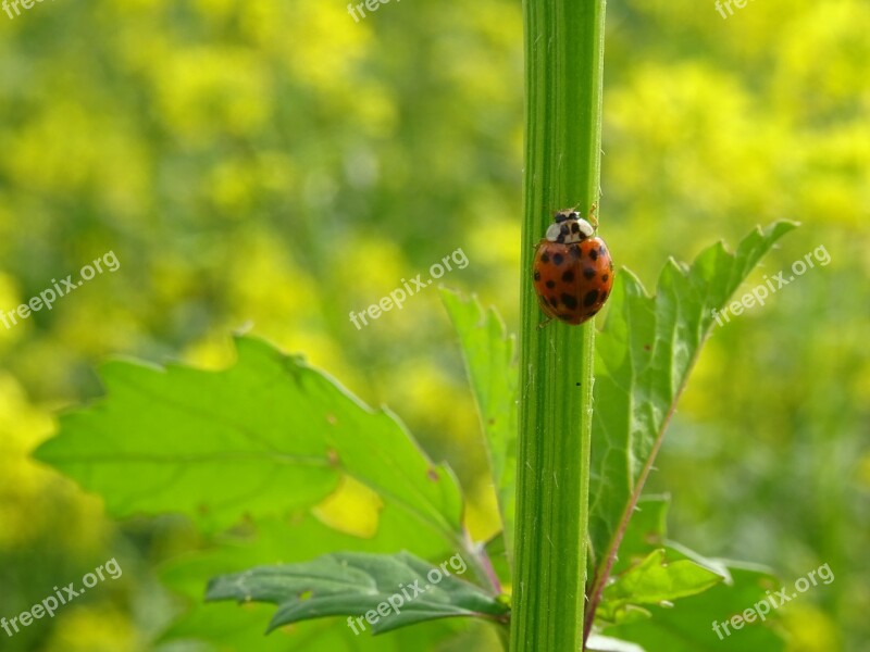 Ladybug Insect Nature Beetle Mustard