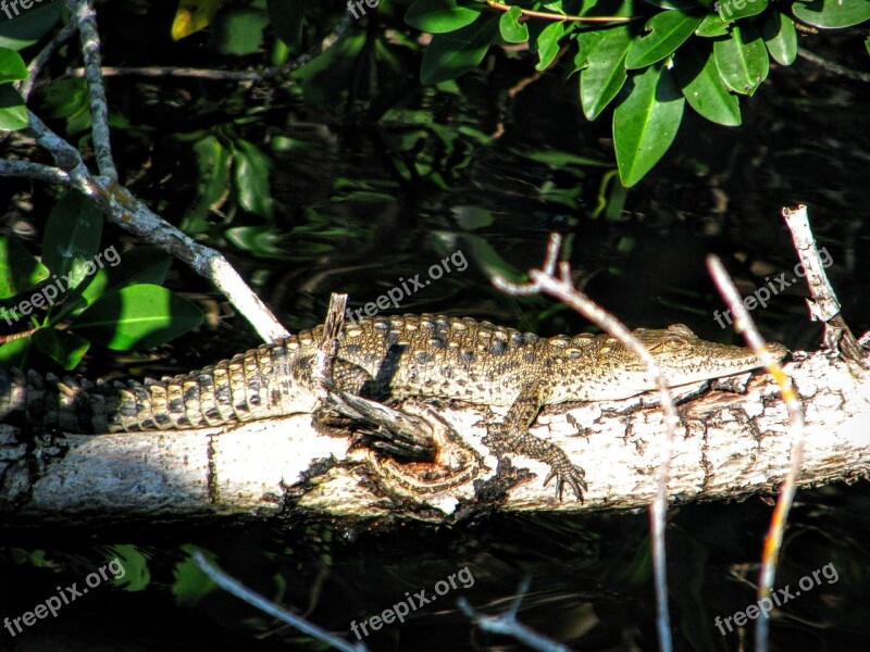 Alligator Florida The Everglades The National Park Crocodile