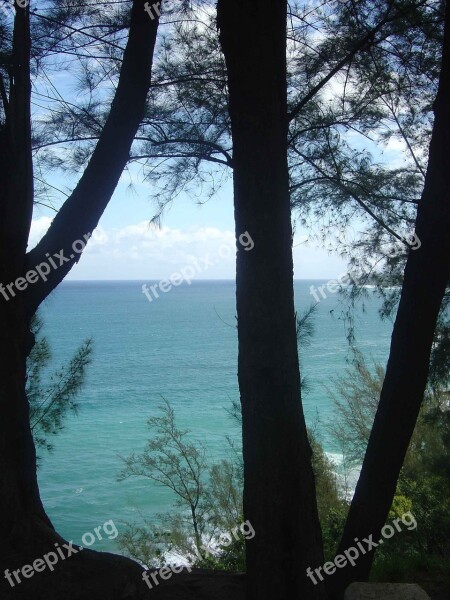 Hawaii Ocean Trees Sea Hawaii Beach