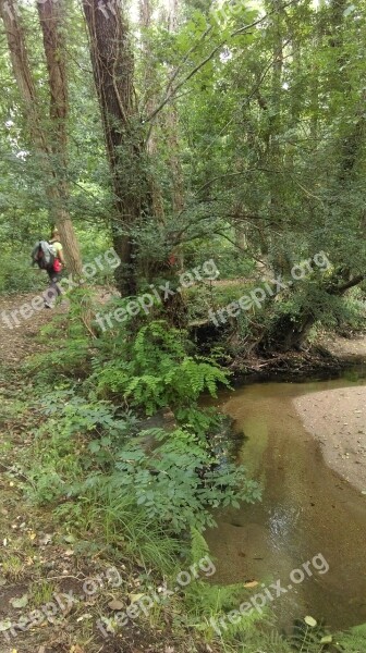 River Trail Eucalyptus Tourist Water Stream