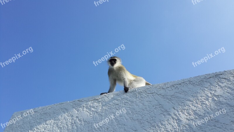 Monkey Vervet Wild Animals Zoo Black Face