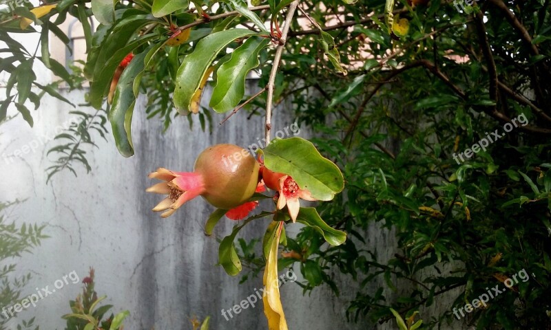 Pomegranate Spring Fruit Free Photos