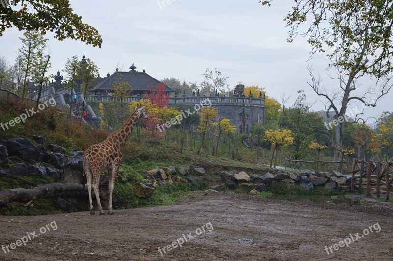 Zoo Giraffe Animal Pairi Daiza Free Photos