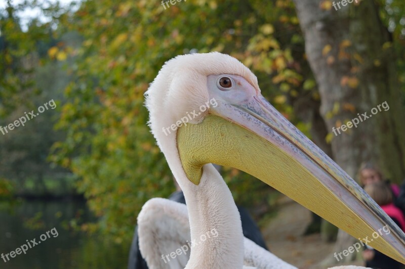 Pelican Bird Beak Animal Teeth