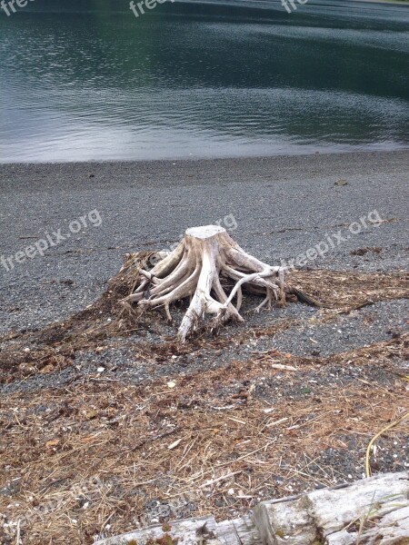 Stump Water Alaska Bay Beach