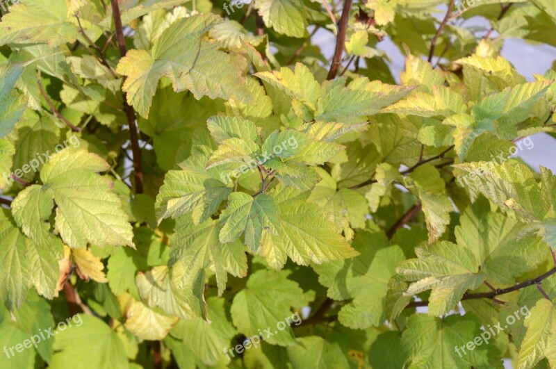 Physocarpus Leaves Green Yellow Bush