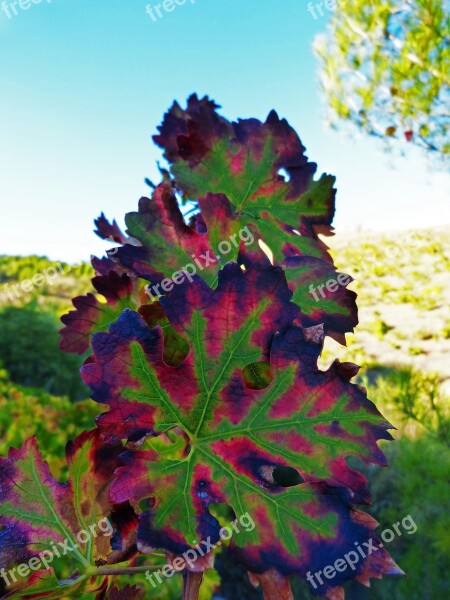 Vine Leaf Red Autumn October Free Photos