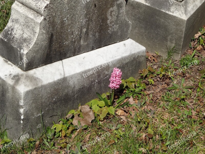 Pink Flower Tombstone Cemetery Graveyard Gravestone