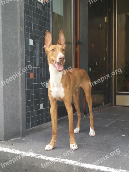 Podenco Dog Mix Animal Ears