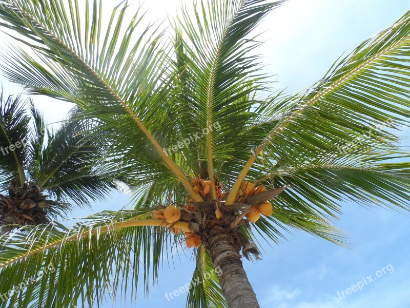 Palm Tree Tropical Beach Travel Paradise