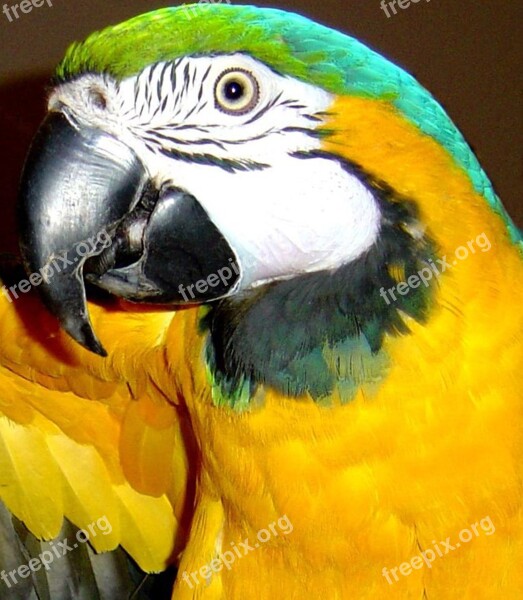 Macaw Bird Blue And Gold Macaw Parrot Exotic Bird