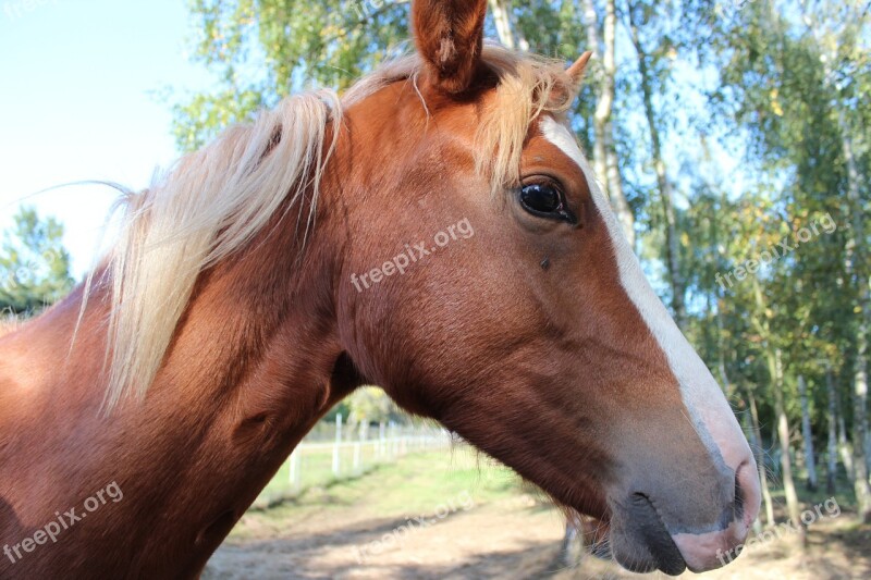 Horse German Reitponny Pony Foal Blaze