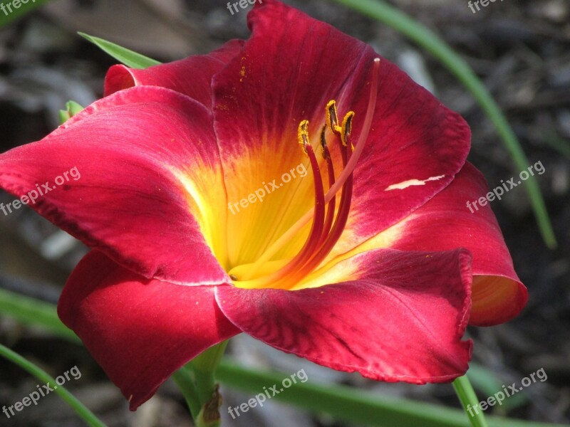 Daylily Flower Red Stamen Pansy