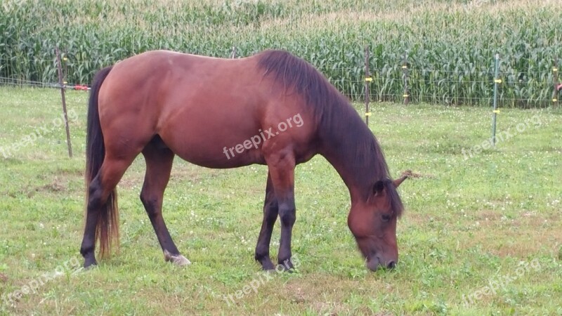 Horse Animal Quarter Horse Gelding Free Photos