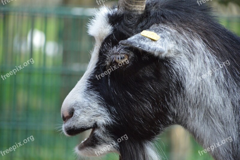 Goat Country Life Nature Livestock Farm