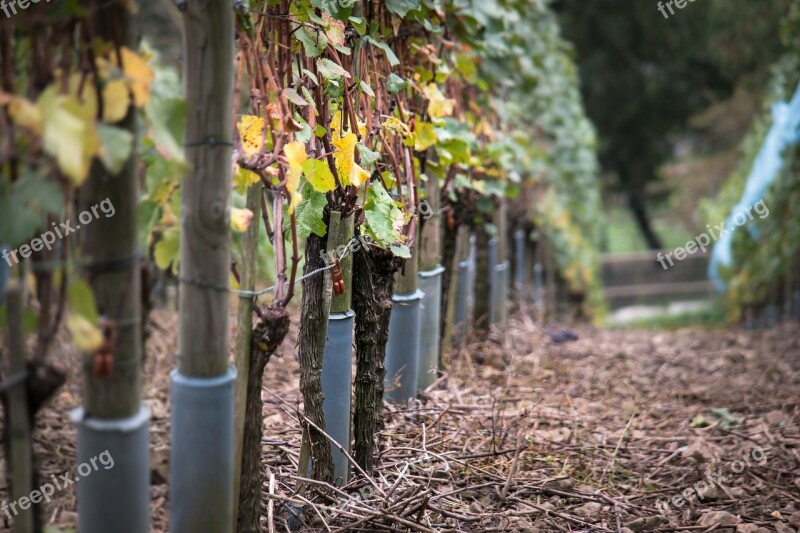 Vine Vines Autumn Yellow Wine