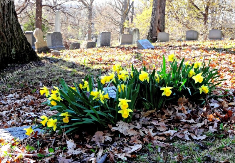 Flowers Daffodils Graveyard Cemetery Free Photos