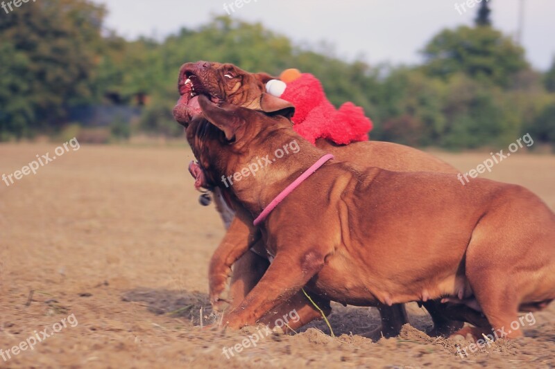 Bordeaux Mastiff Dog Mastiffs Animal