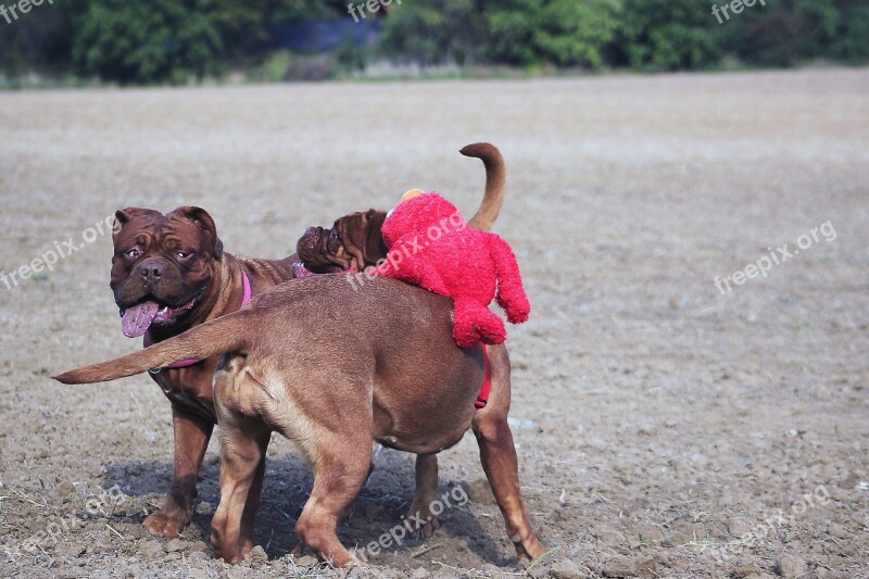 Bordeaux Mastiff Dog Mastiffs Animal