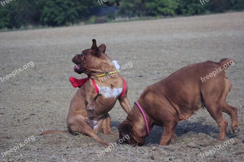 Bordeaux Mastiff Dog Mastiffs Animal