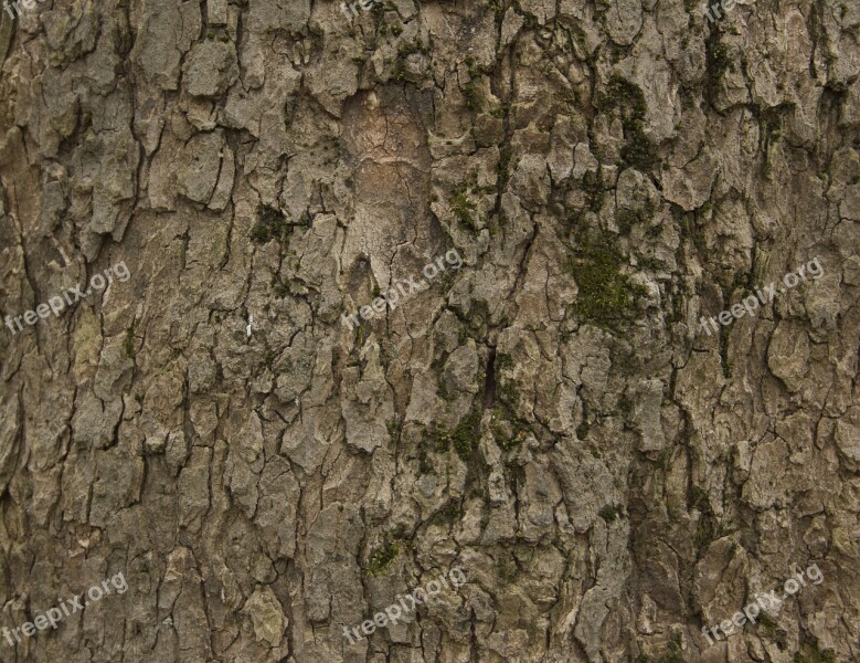 Bark Tree Trunk Trees Nature