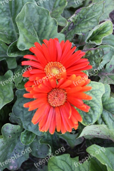 Coral Flower Plant Summer Colorful