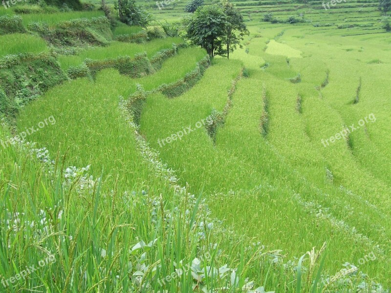 Nepal Annapurna Trekking Grass Green