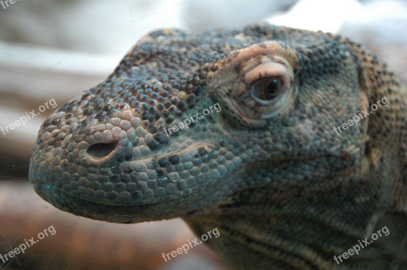 Scary Komodo Dragon Animal Nature