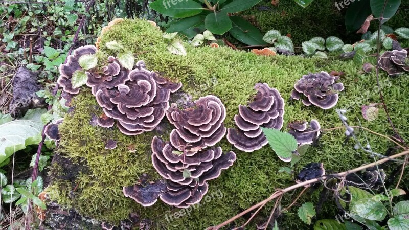 Mushroom Mushrooms On Tree Forest Nature Tribe