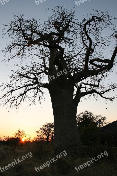 Botswana Baobab Sunset Free Photos