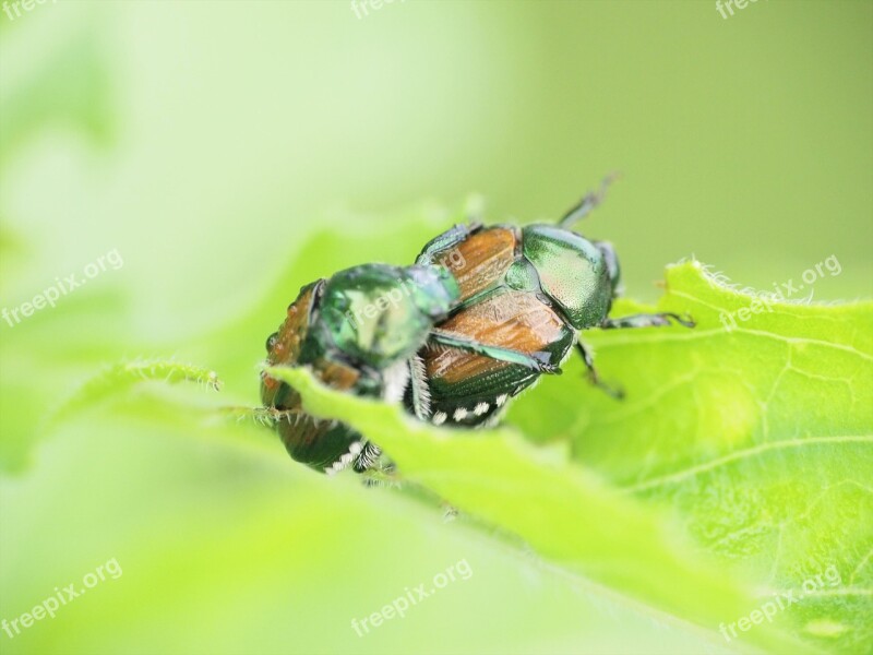 Insect Beetle Scarab Bug Green