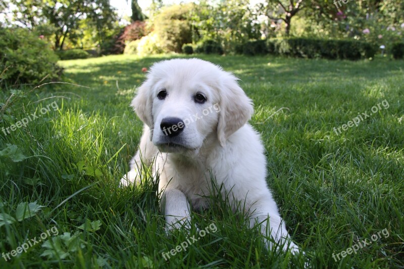 Puppy Dog Animals Each White