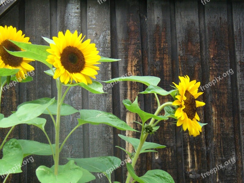 Flower Summer Nature Plant Big Flower