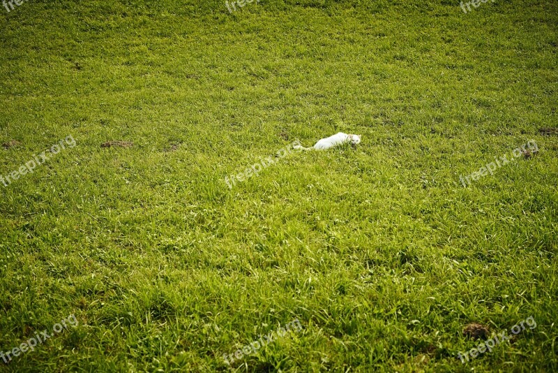 Cat White Meadow Grass Domestic Cat