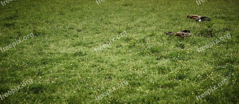 Ducks Green Landscape Grass Water Bird