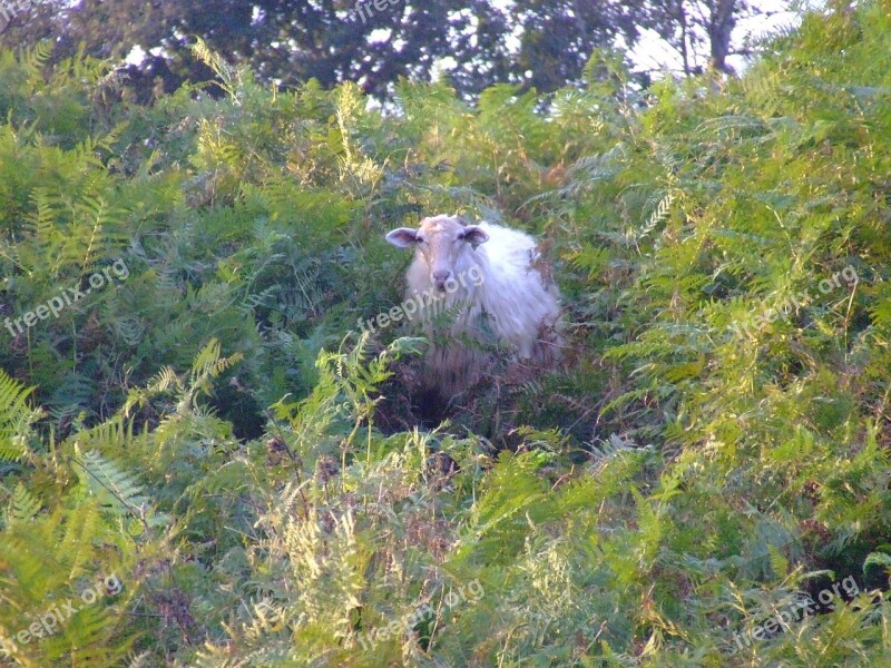 Sheep Rural Nature Field Shrubs