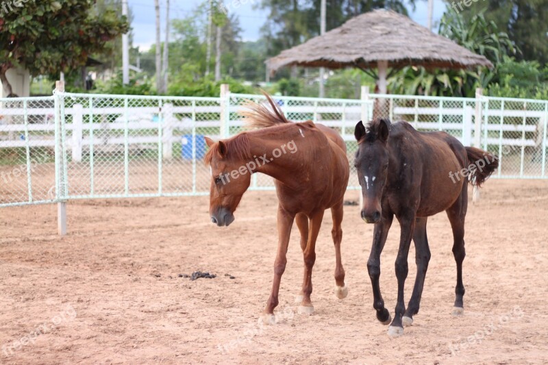 Animals Horses A Pair Of Horses Stable Free Photos