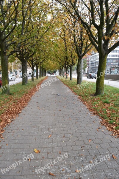 Gothenburg Autumn Street Walk Autumn Leaves