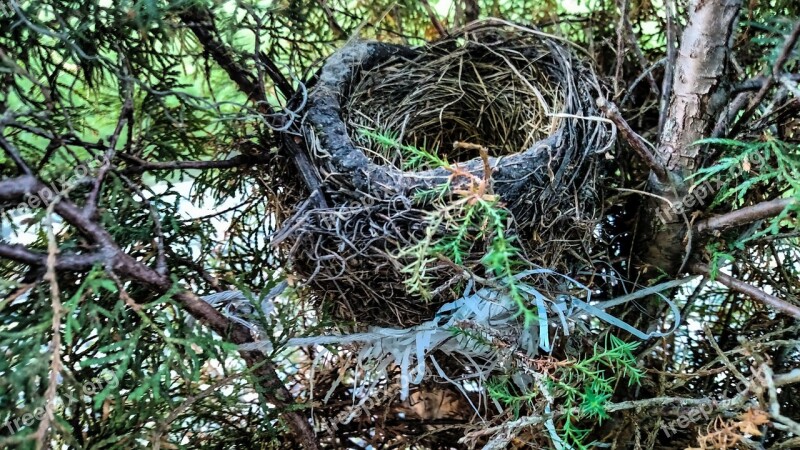 Nest Bird Bird Nest Tree Branch