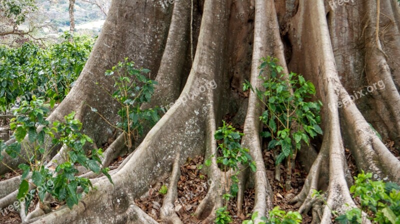 Tree Roots Tree With Roots Nature Tree Roots